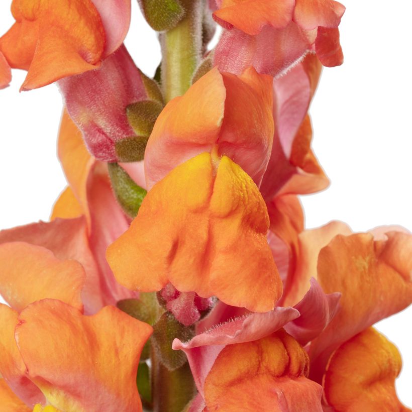 Antirrhinum majus F1 Avignon Deep Orange II (semillas) - Boca de dragón (Floración)