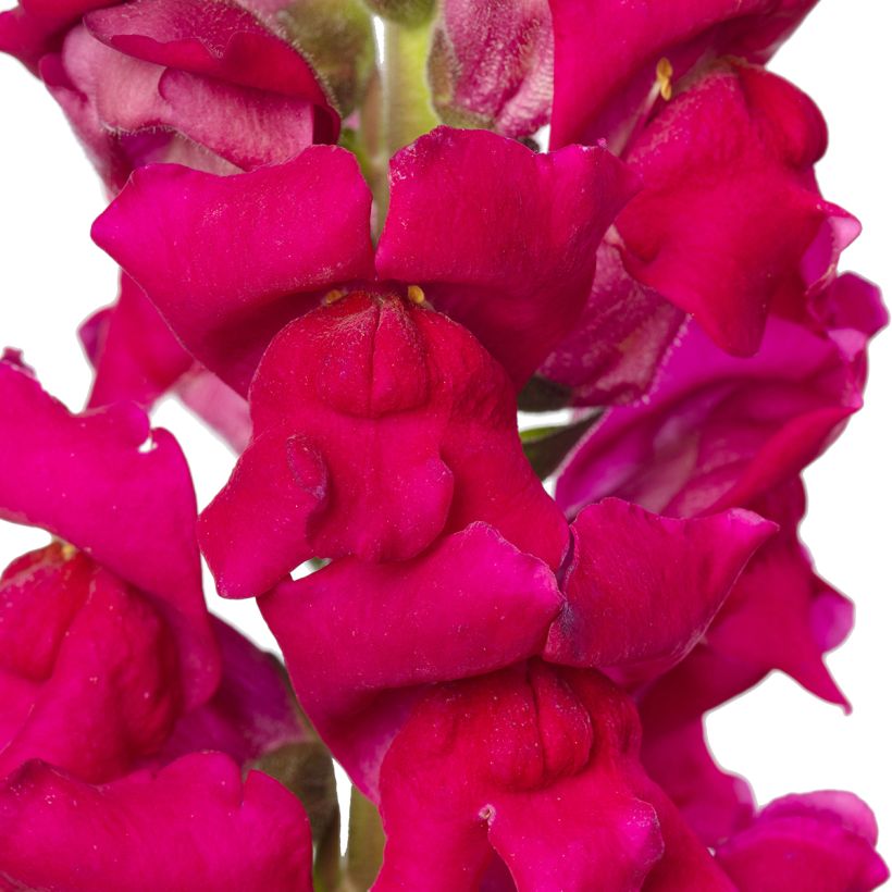 Semillas de Boca de Dragón F1 Orleans Lilac IV - Antirrhinum majus (Floración)