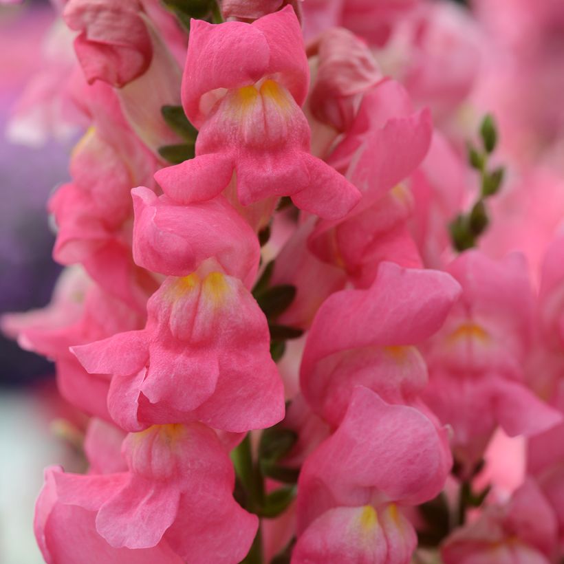 Semillas de Boca de Dragón Rocket Rose Shades - Antirrhinum majus (Floración)