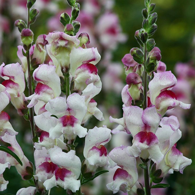 Antirrhinum Lucky Lips (Floración)