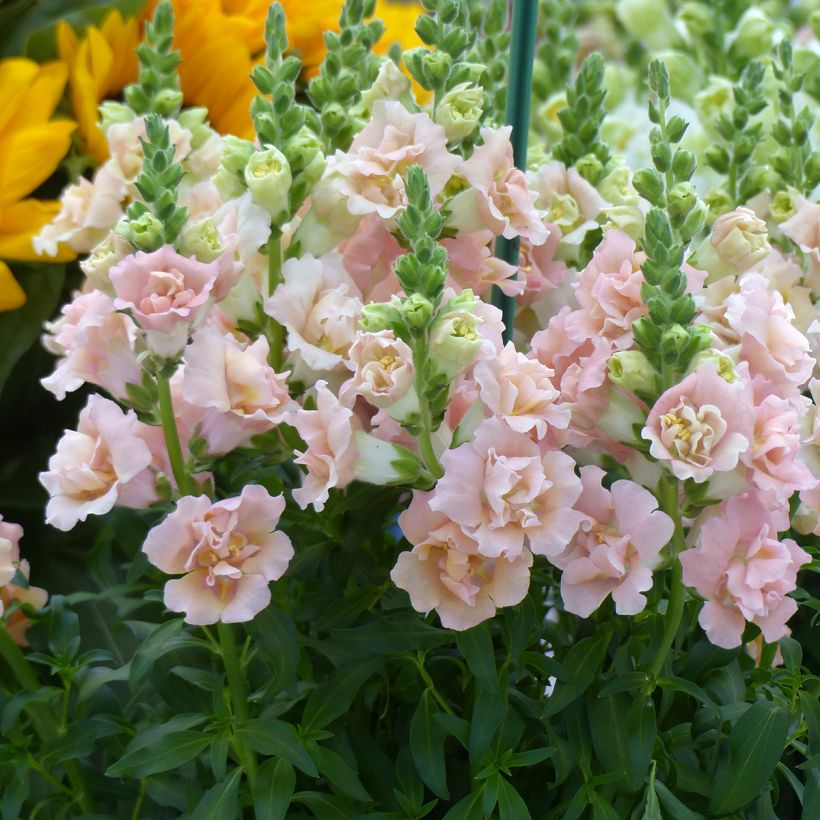 Antirrhinum majus F1 Snapstar Champagne (semillas) - Boca de dragón (Floración)