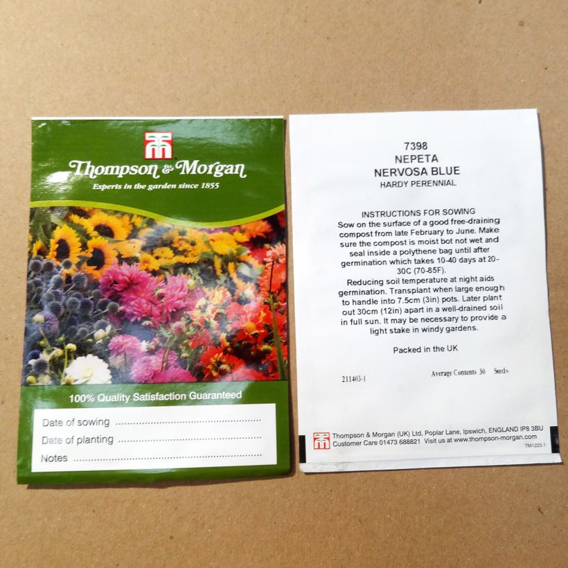 Ejemplo de ejemplar de Nepeta nervosa Blue Moon saco de 30 semillas tal y como se entrega