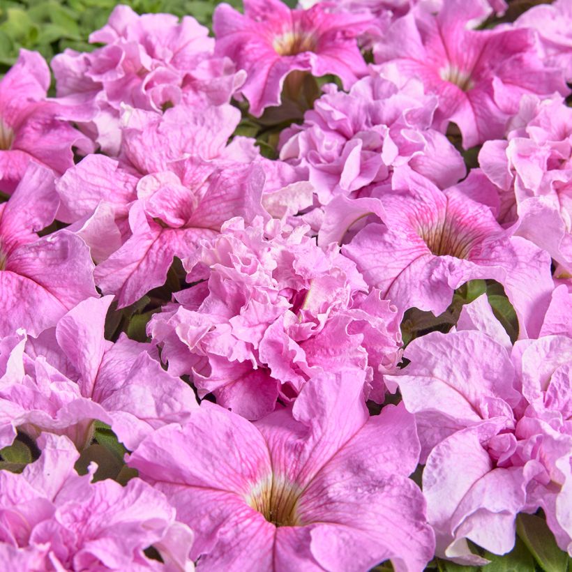Petunia grandiflora Peace (1947) (Semillas recubiertas) (Floración)