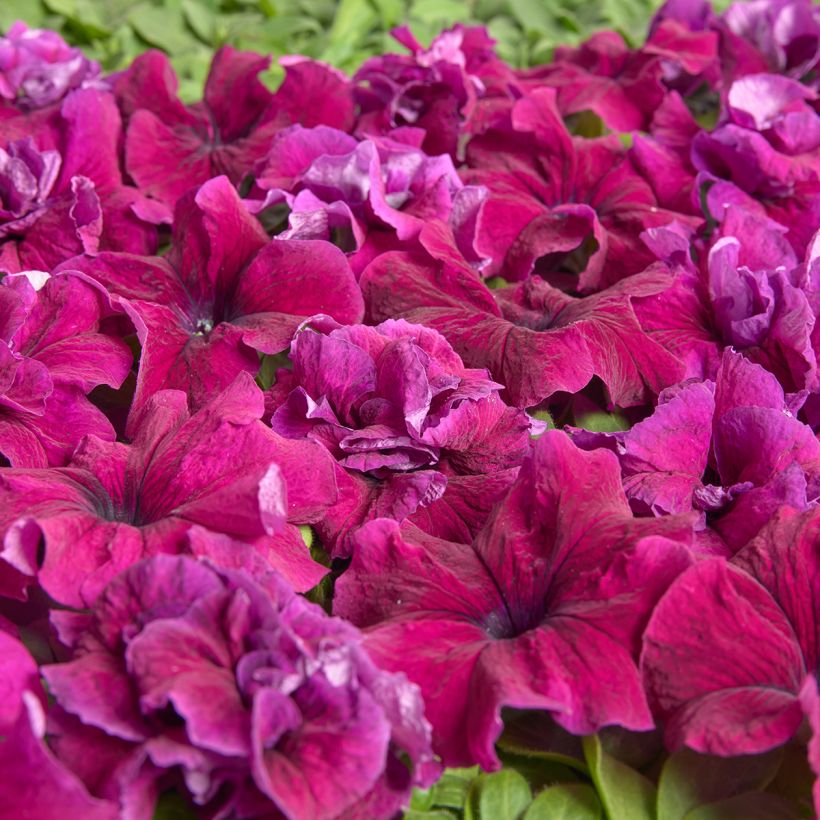 Petunia grandiflora Purple Dwarf (1958) (Semillas recubiertas) (Floración)