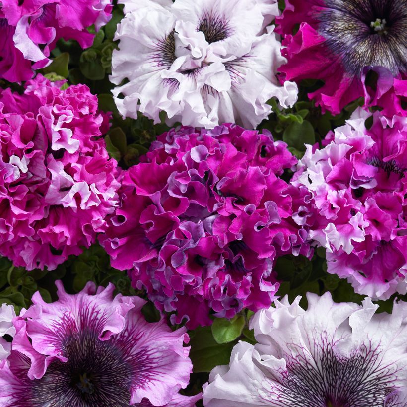 Petunia grandiflora Superbissima Cerny's Triumph (Semillas recubiertas) (Floración)