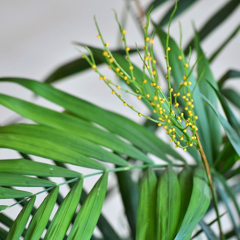 Chamaedorea elegans Collinea (semillas) - Palmera de salón (Floración)