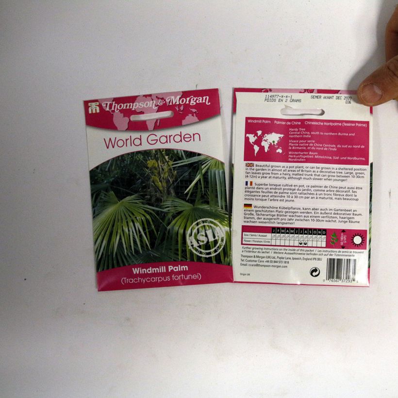 Ejemplo de ejemplar de Palmito elevado (semillas) - Trachycarpus fortunei saco de 5 semillas (3g) tal y como se entrega