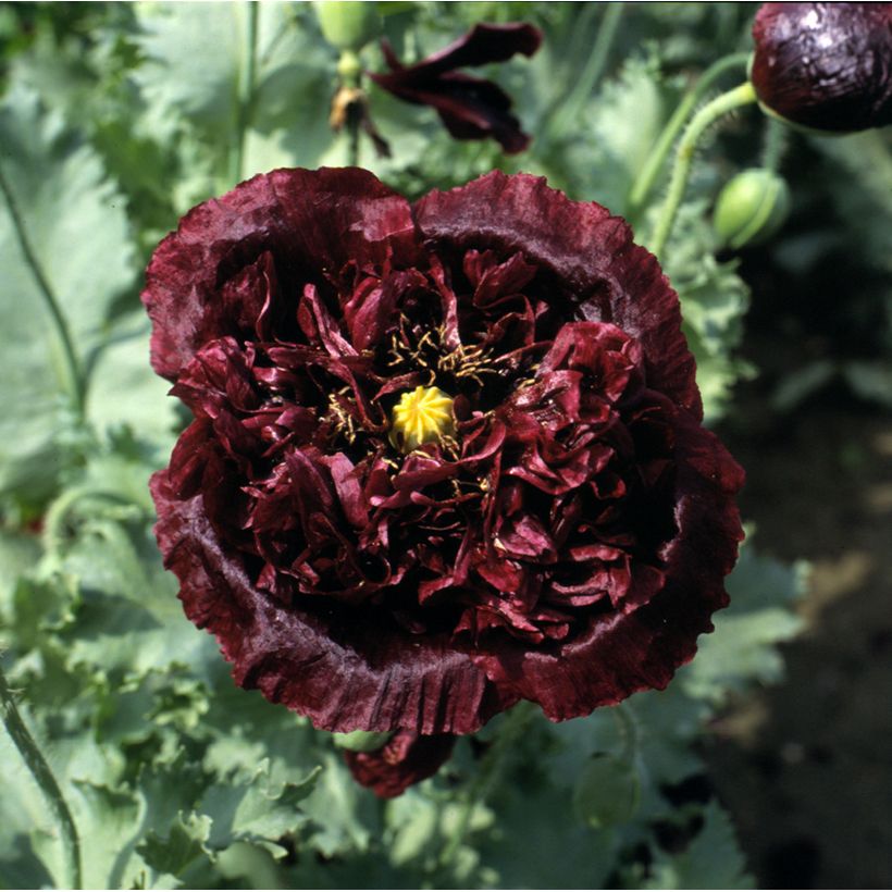 Adormidera Black Peony - Papaver somniferum (Floración)