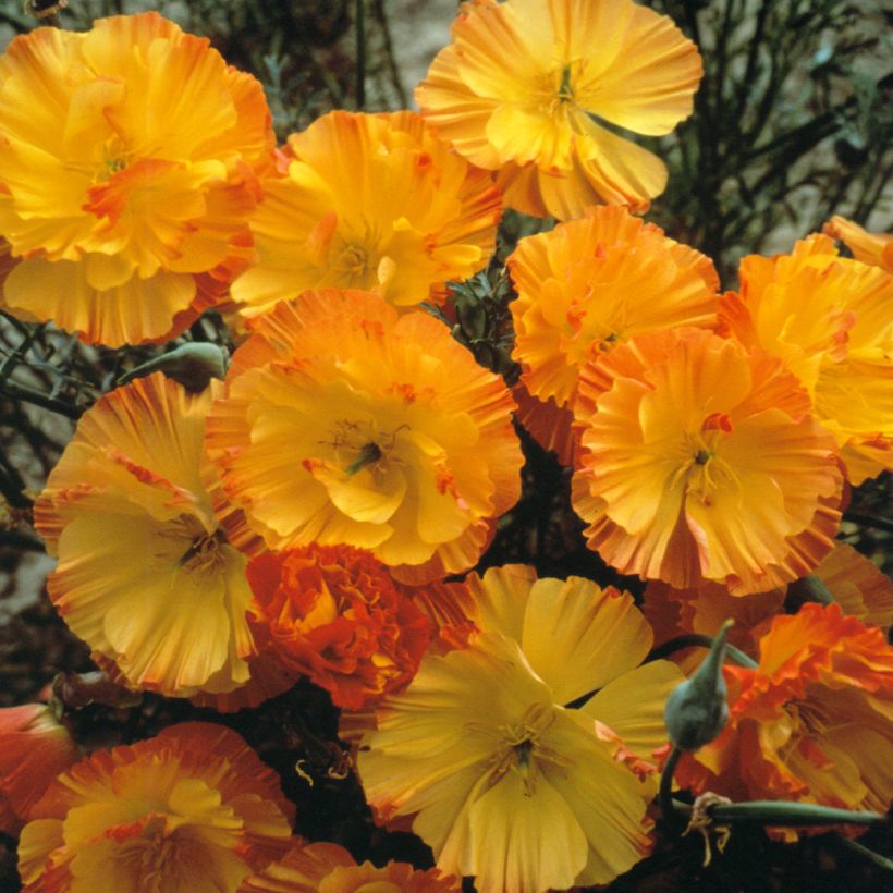 Eschscholzia californica Thai Silk Apricot Chiffon - Amapola de California (Floración)