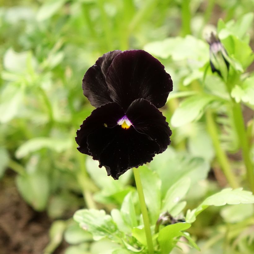 Viola Black Cristal - Violeta (Floración)