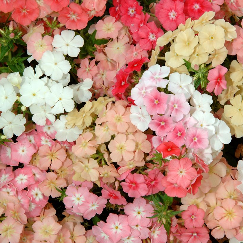 Semillas de Phlox anual enano Beauty Coral Reef - Phlox drummondii (Floración)