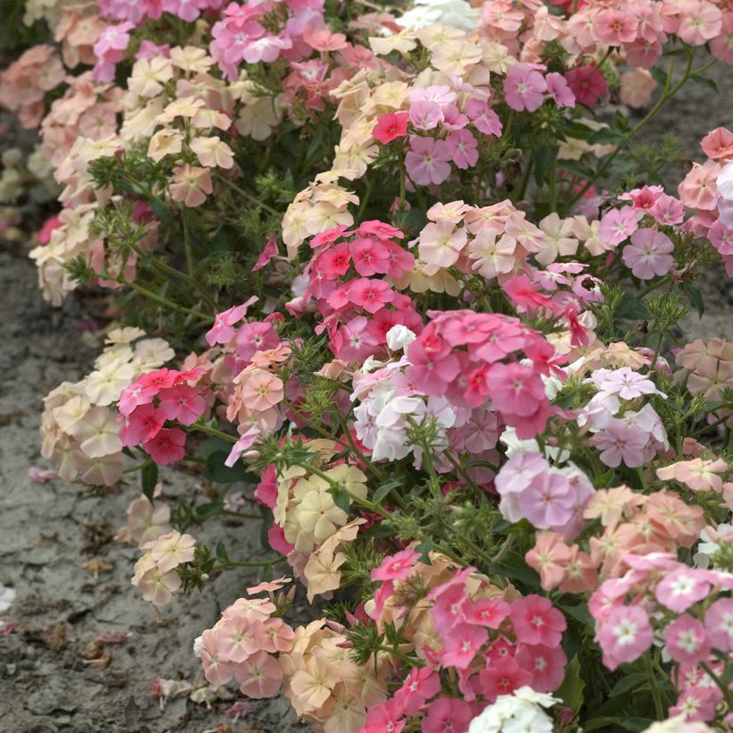 Semillas de Phlox anual enano Beauty Coral Reef - Phlox drummondii (Porte)