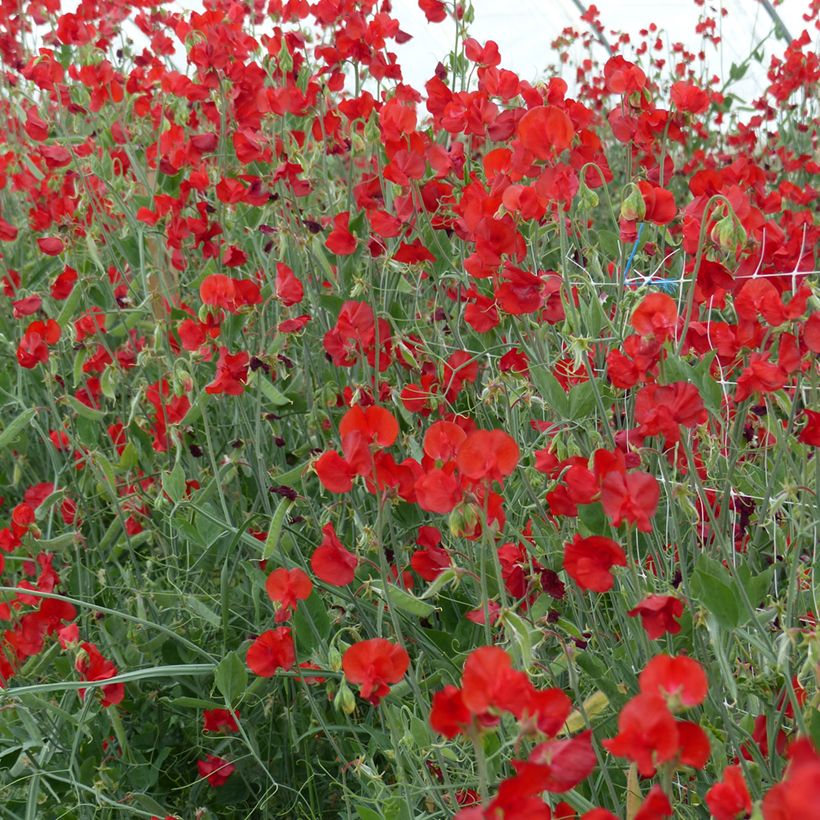 Semillas de Guisante de olor Spring Sunshine Scarlet - Lathyrus odoratus (Porte)