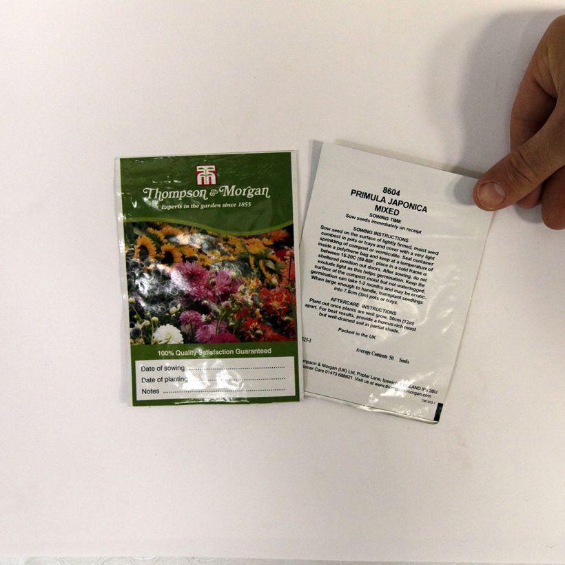 Ejemplo de ejemplar de Primula japonica Mixed saco de 50 semillas tal y como se entrega