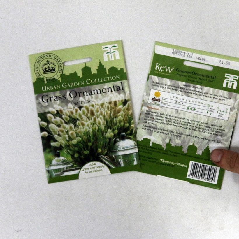 Ejemplo de ejemplar de Lagurus ovatus saco de 50 semillas (0,2g) tal y como se entrega