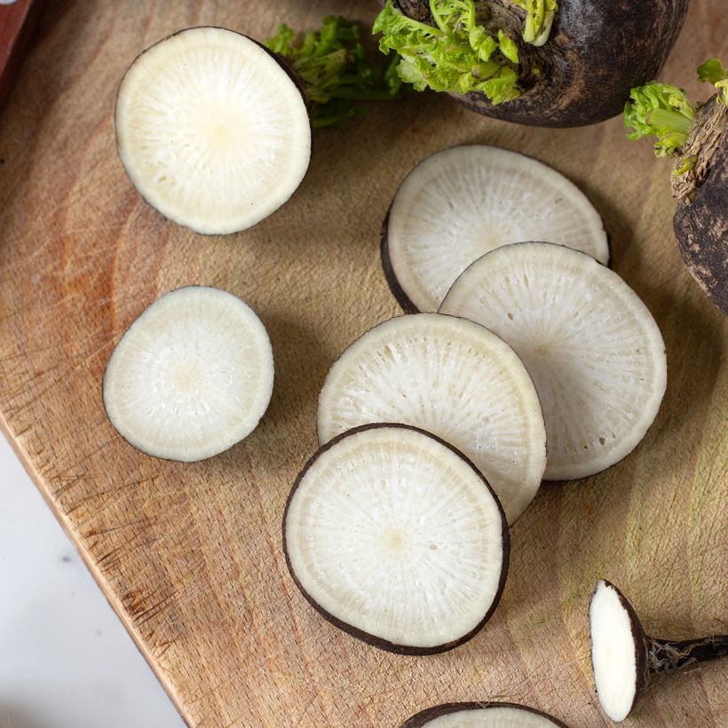 Rábano noir gros rond d'hiver BIO (Cosecha)