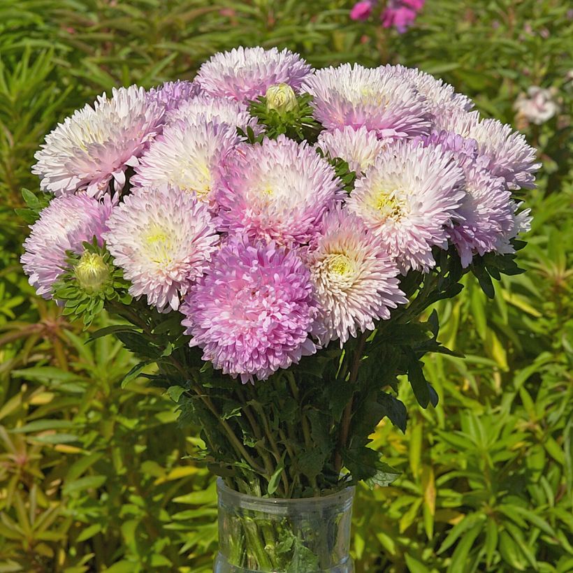 Semillas de Callistephus chinensis King Size Appleblossom - Reina Margarita (Floración)