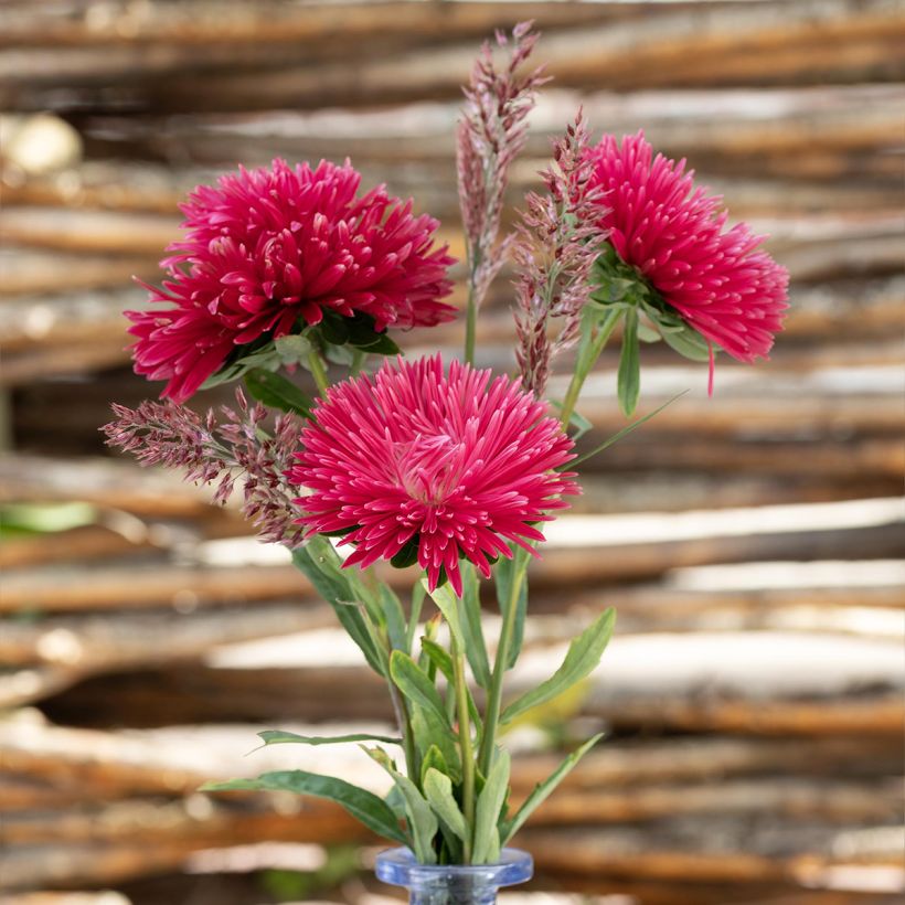 Semillas de Callistephus chinensis King Size Roja - Reina Margarita (Floración)