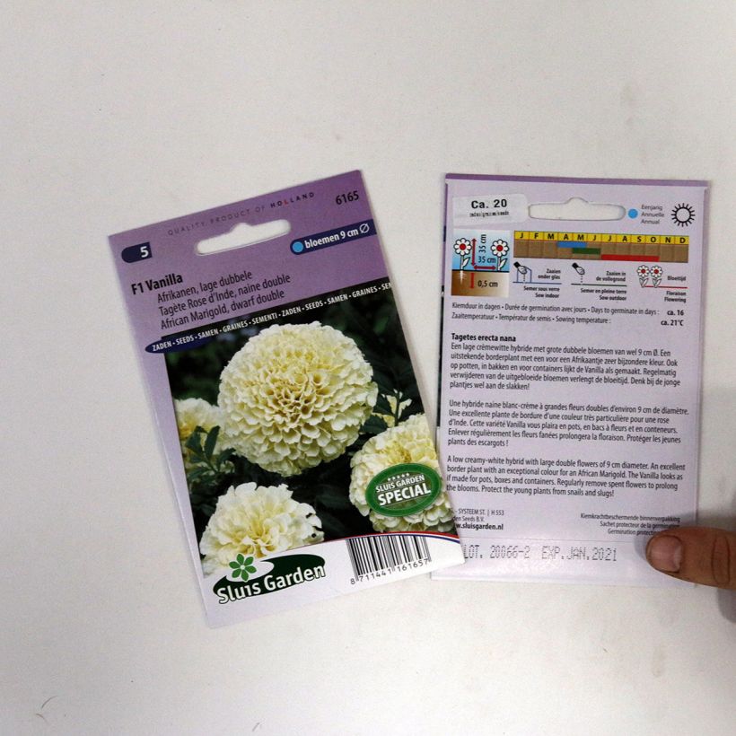 Ejemplo de ejemplar de Tagetes erecta Vanilla saco de 15 semillas tal y como se entrega