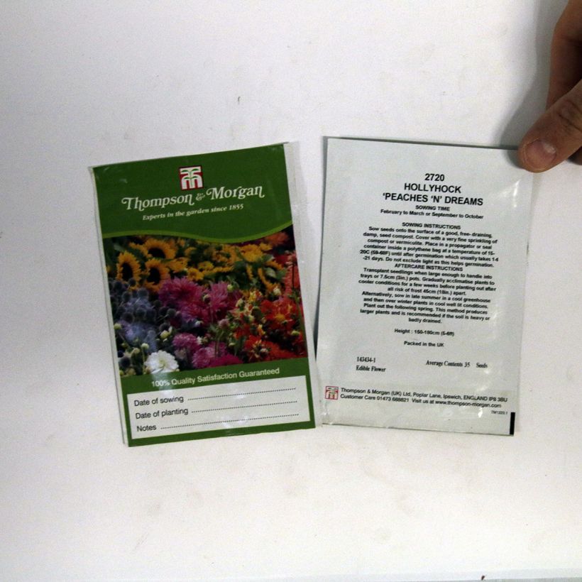 Ejemplo de ejemplar de Alcea rosea Peaches N Dreams - Malva real saco de 100 semillas (1g) tal y como se entrega