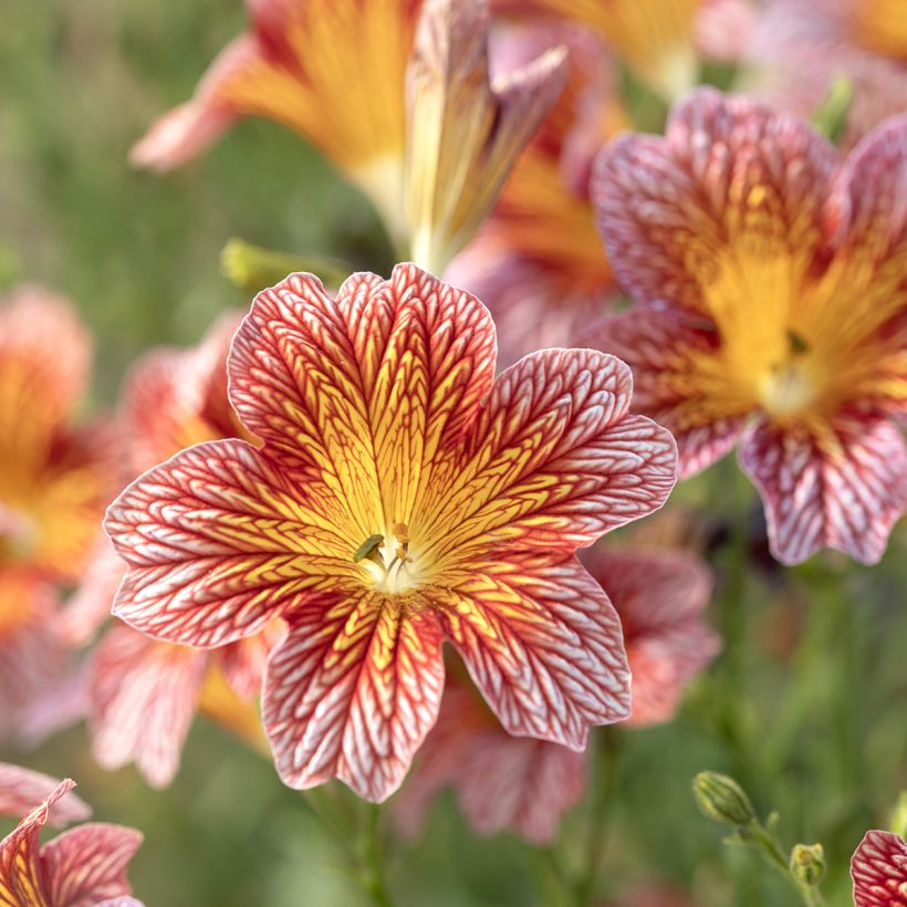Semillas de Salpiglossis sinuata Tora Red (semillas recubiertas) - Panza de burro (Floración)