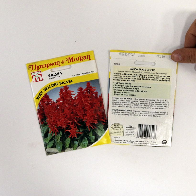 Ejemplo de ejemplar de Salvia splendens Blaze Of Fire - Banderilla saco de 100 semillas (0,4g) tal y como se entrega