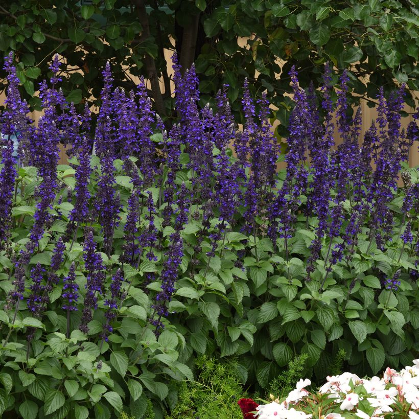 Semillas de Salvia Big Blue (Porte)