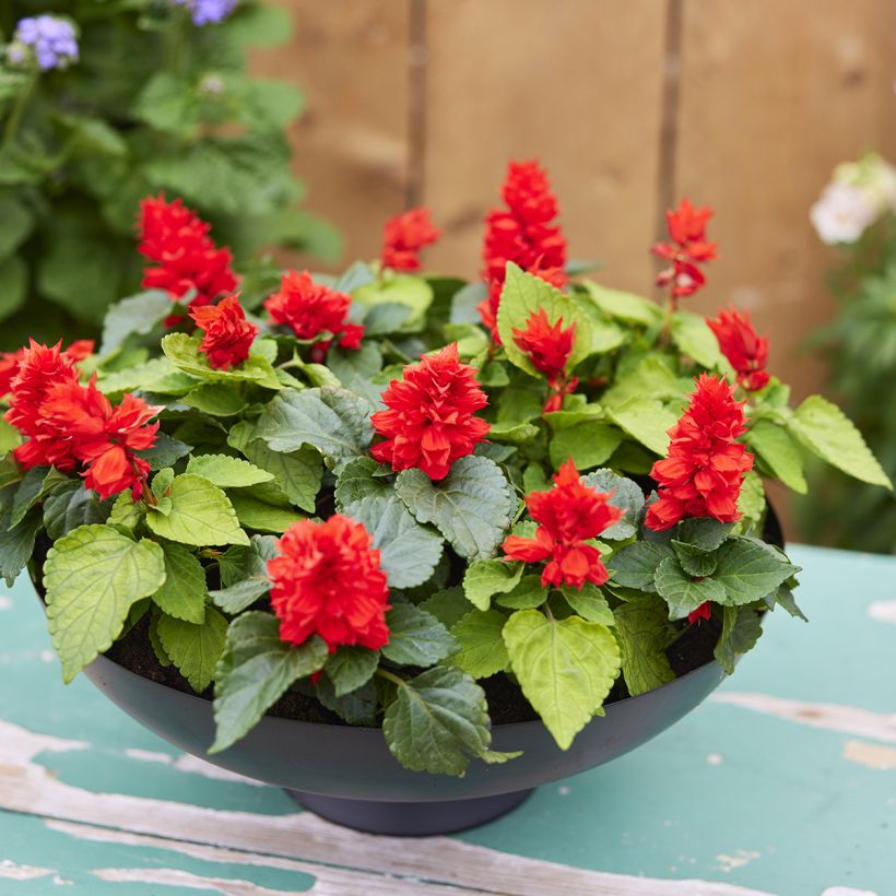 Graines de Sauge annuelle Reddy Lime-leaved Red - Salvia splendens (Porte)