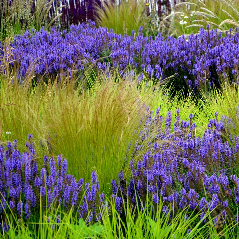Stipa tenuissima Angel Hair (Porte)