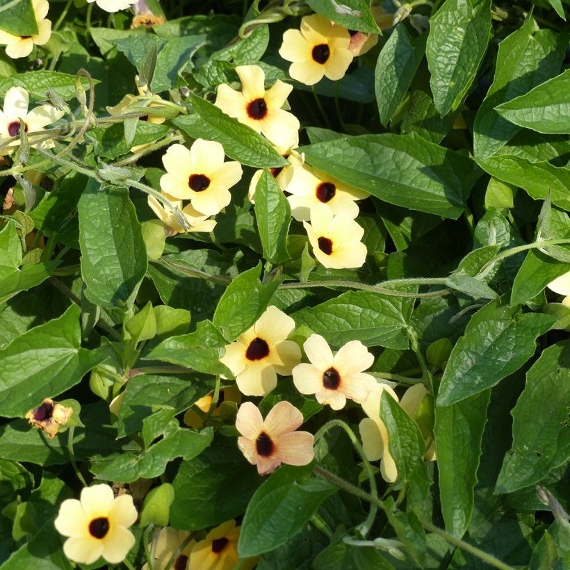 Semillas de Thunbergia alata Peach Eye (Porte)