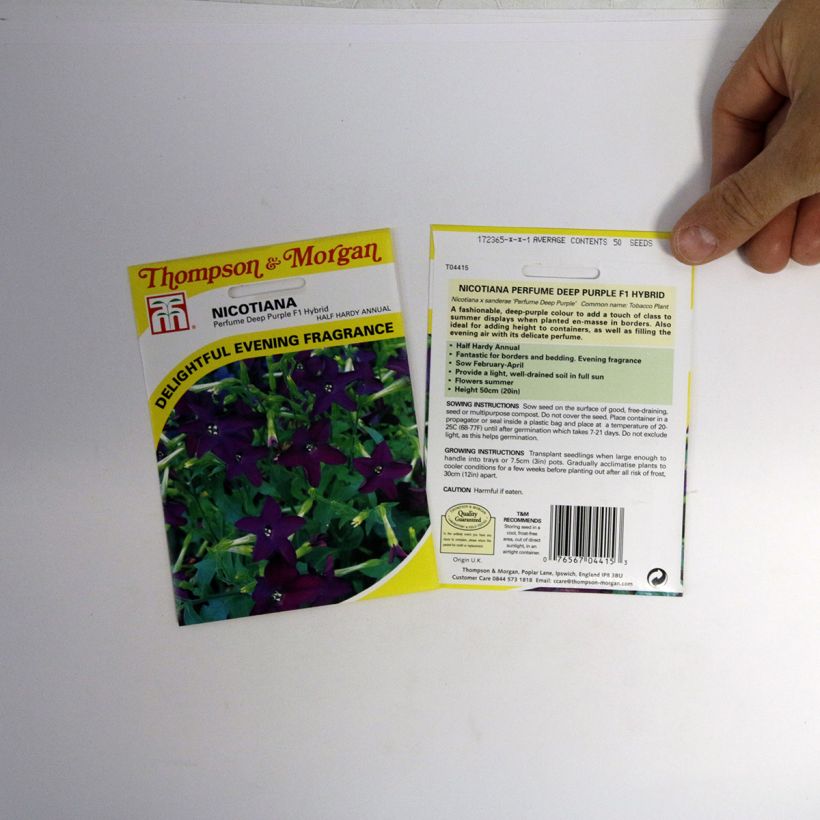 Ejemplo de ejemplar de Tabaco en Flor Perfume Deep Purple saco de 40 semillas tal y como se entrega