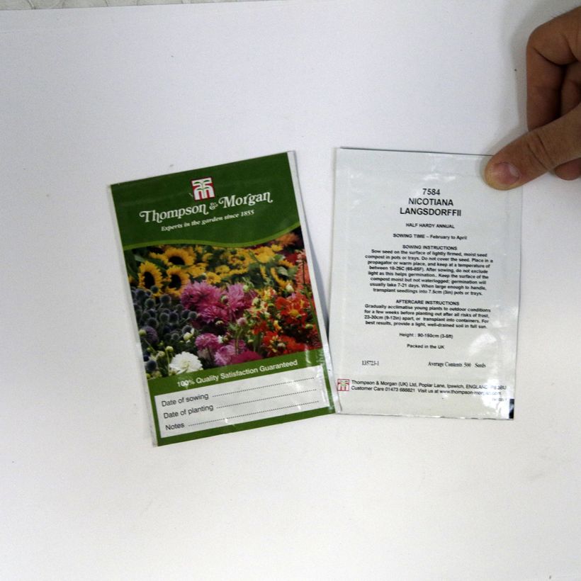Ejemplo de ejemplar de Tabaco en Flor langsdorffii saco de 500 semillas (0,1g) tal y como se entrega