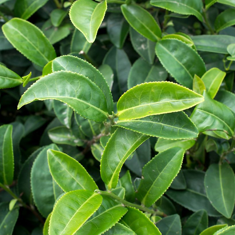 Camellia sinensis (semillas) - Planta de té (Follaje)