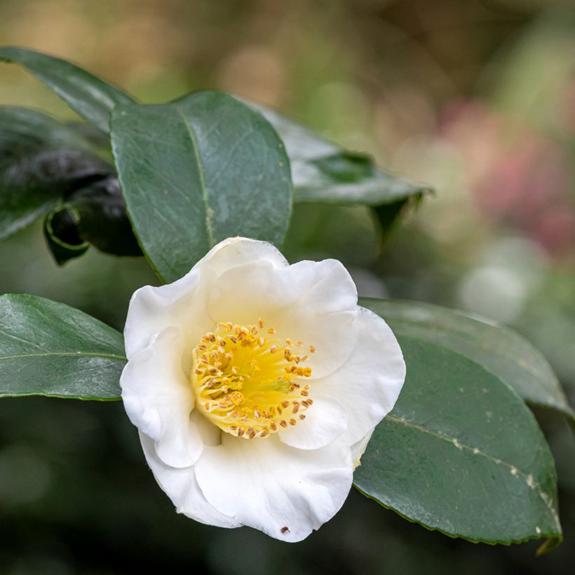 Camellia sinensis (semillas) - Planta de té (Floración)
