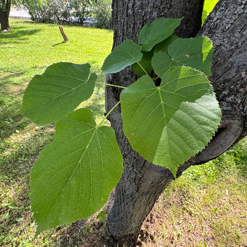 Tilia cordata (semillas) - Tilo silvestre (Follaje)