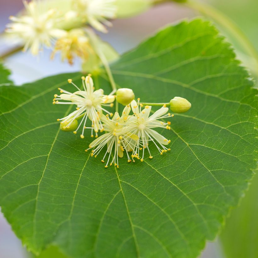 Tilia cordata (semillas) - Tilo silvestre (Floración)