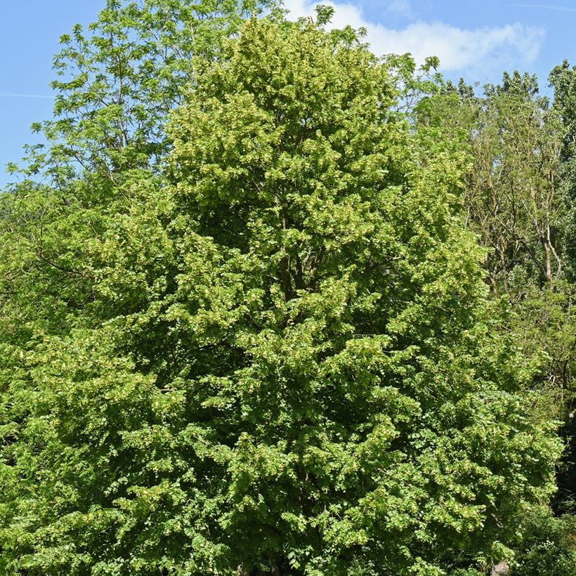 Tilia cordata (semillas) - Tilo silvestre (Porte)