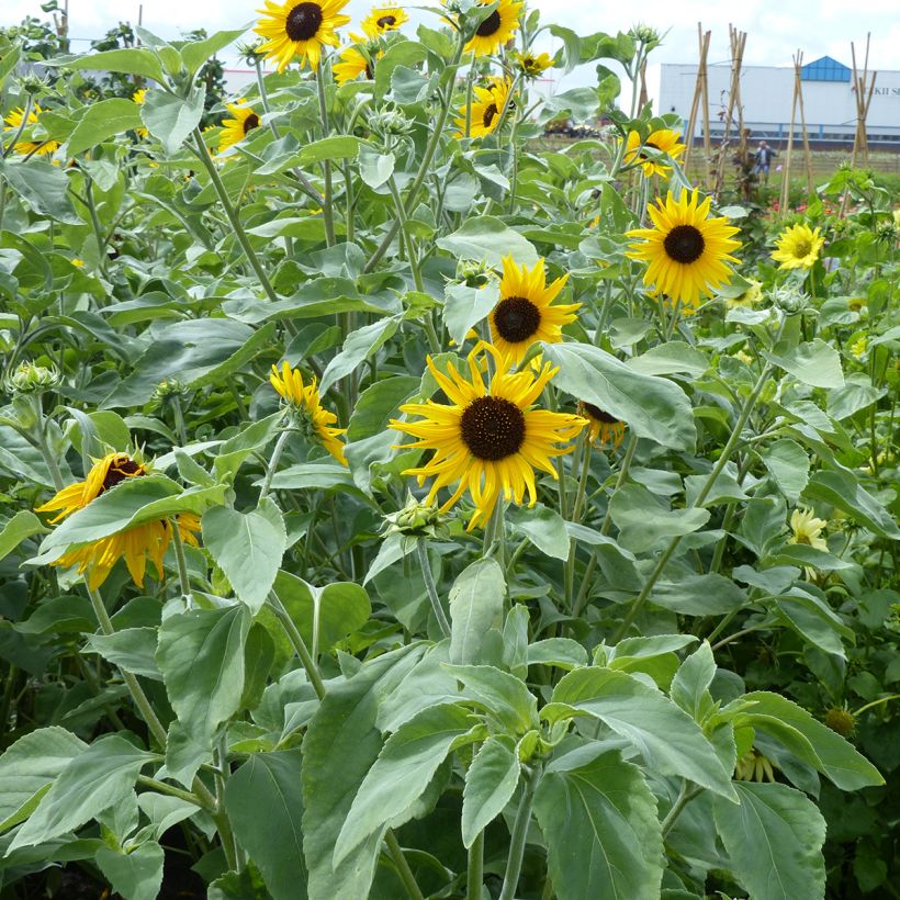 Semillas de Girasol Gold and Silver - Helianthus argophyllus (Porte)