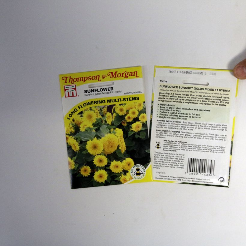 Ejemplo de ejemplar de Girasol Sunshots Golds Mixed saco de 10 semillas tal y como se entrega