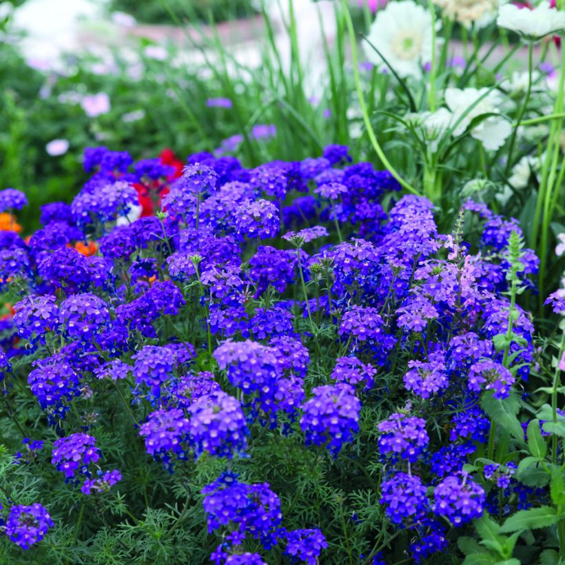 Semillas de Verbena Imaginatin (Porte)