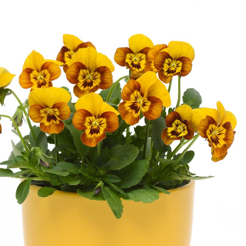 Semillas de Viola cornuta Sorbet Honeybee - Violeta (Porte)