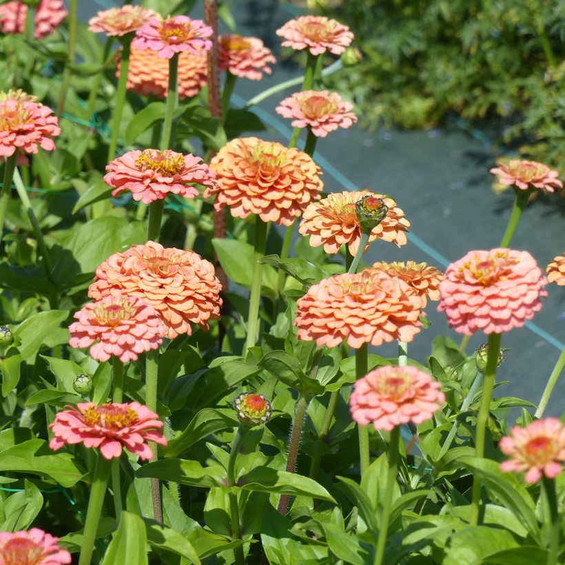 Graines de Zinnia elegans Lilliput Oklahoma Salmon (Floración)