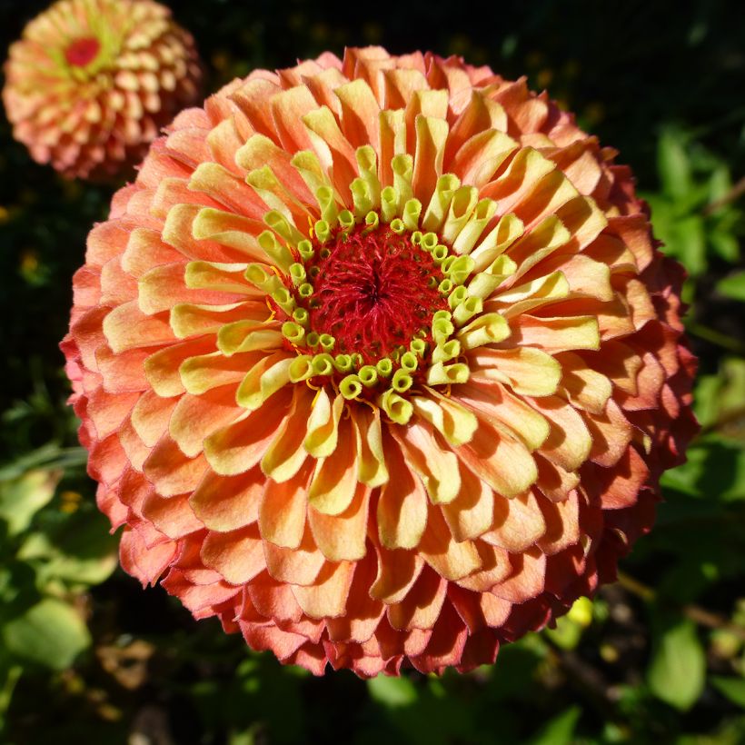 Semillas de Zinnia Queen Lime Bicolores Mix (Floración)