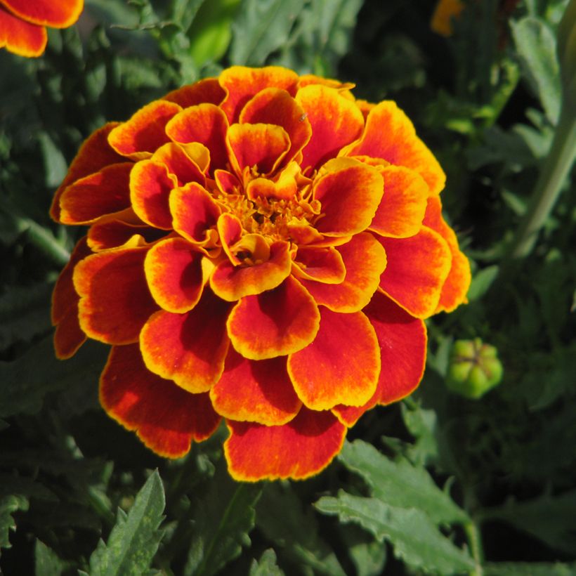 Semillas de clavel de la India enano Reina Sofía BIO - Tagetes patula (Floración)