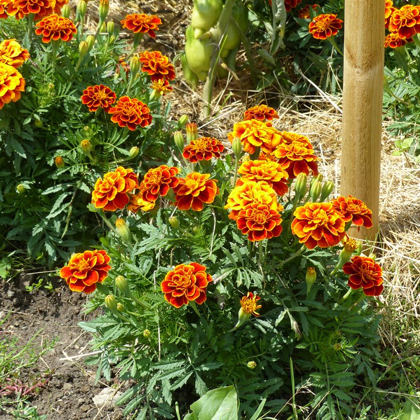 Semillas de clavel de la India enano Reina Sofía BIO - Tagetes patula (Porte)