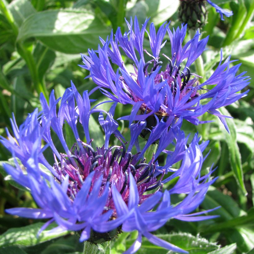 Centaurea montana (semillas) - Aciano de montaña (Floración)