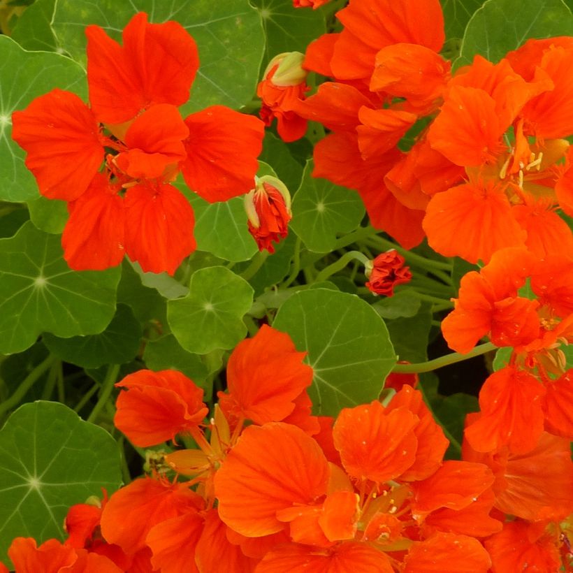 Capuchina enana Whirlybird Orange (Floración)