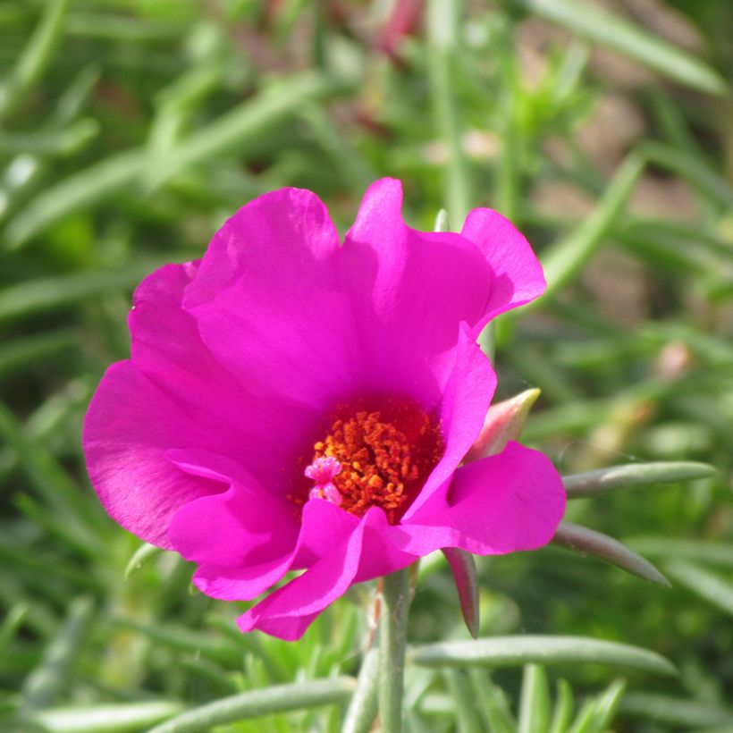 Portulaca grandiflora Single Ruby (Floración)