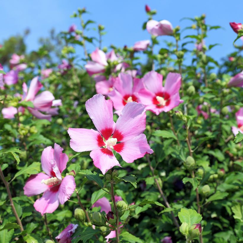 Semillas de Hibiscus syriacus - Rosa de Siria (Floración)