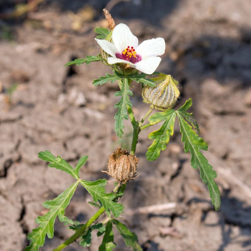 Hibiscus trionum (semillas) - Malva loca (Porte)